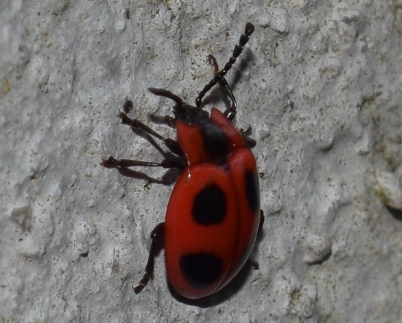 Endomychidae: Endomychus coccineus